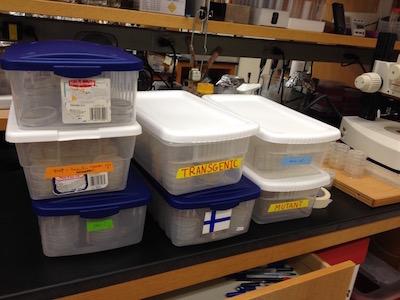c elegans lab photo